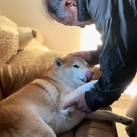 舌を出するるちゃん