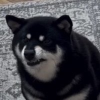 口元が険しくなる犬