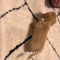 「助けて～」と飼い主さんのそばへ