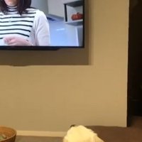 テレビを見るるちるちゃん2