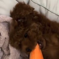 ぬいぐるみを口に咥えている子犬