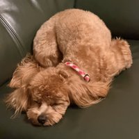 お尻を高く上げて眠る犬