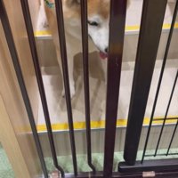 サロンに預けられる豆助座衛門くん9