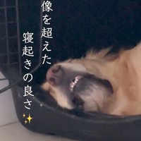 モコちゃんの寝起きの瞬間2