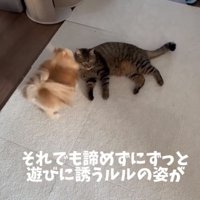 猫のそばを動き回る犬