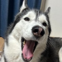 ラニちゃんがあくびをする瞬間4