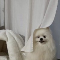 カーテン