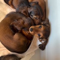 起きた子犬1