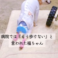 後ろ足が動かず、前足だけで移動する犬