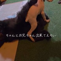 ノアくんとピーターくん
