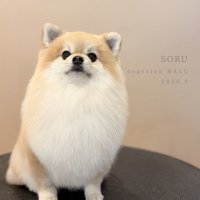 兄犬