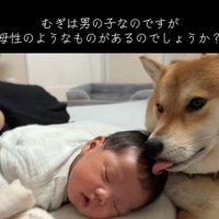 愛おしそうにペロペロ