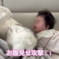 仰向けでお腹を見せる犬