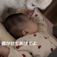 赤ちゃんを鋭い眼差しで見つめる犬