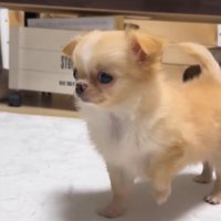 「え…あれ犬じゃない…？」