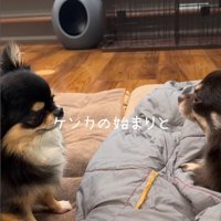 よもぎ君VSしょうぶ君の喧嘩