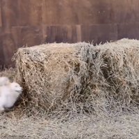 飛び出てきたワンコ