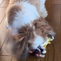 大興奮する姿も可愛い！