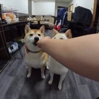 オヤツ