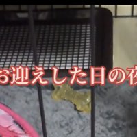 ケージの中