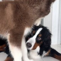 子犬に顔を近づける兄犬