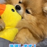 アヒルさんがお気に入り♡