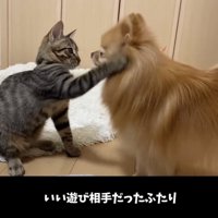 犬の顔に触れる子猫