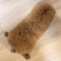 床に伏せる犬
