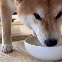 あっという間に完食