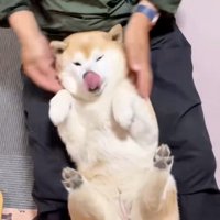 舌を出すここちゃん