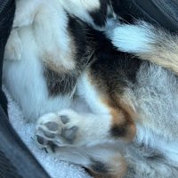 ジャストフィット