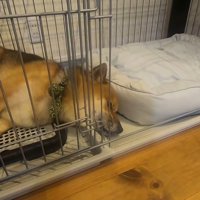 新しいベッドを買ってもらったおにぎりくん4