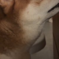 飼い主の膝に前足を乗せる犬