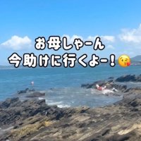 岩礁から海へ飛び込む犬