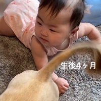 犬におしりを向けられている赤ちゃん