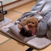 お父さんの上に乗るちゃこたろう君1