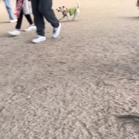 サフランちゃんの予想外の行動