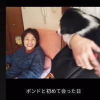 犬と初対面する女性