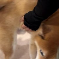 おばあちゃんにベッタリ