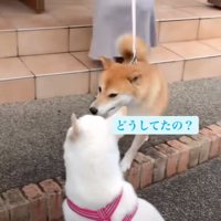こはるちゃんに近づく犬