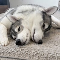 ハスキー