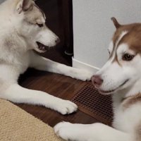2匹で仲良くじゃれ合い