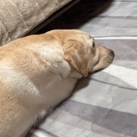 ソファから滑り落ちる犬4