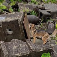 吠えて知らせるまる君