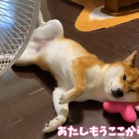 まるで人間のよう！
