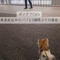 CoCoちゃんとパパさんの再会2