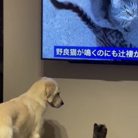 オレオくんを見るるちるちゃん