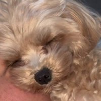 いい夢見れるね…♡