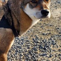 術後服をアレンジしてみた