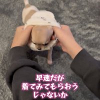 洋服を頭から着せてもらう犬